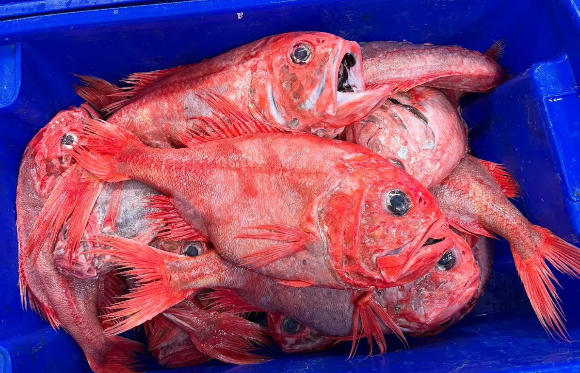 Whole Orange Roughy