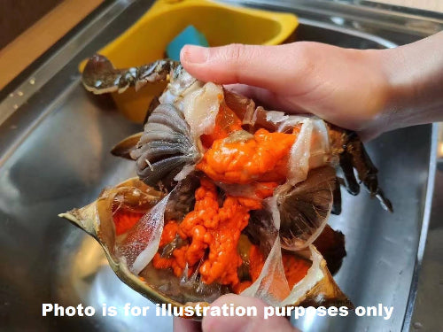 Live Female Mud Crab