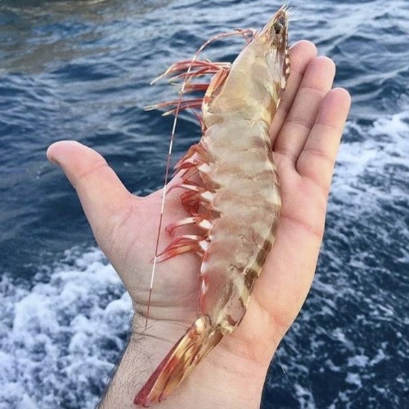 Skull Island Tiger Prawn (Jumbo 6/8) (Raw) (Frozen)