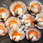 Fresh Queen Scallop (whole)
