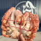 King Crab Whole (frozen) (cooked)