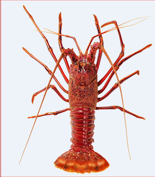 Live Western Australia Lobster (1500g-2500g)