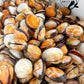 Live Flame Cockles