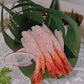 Amaebi Sashimi-grade Sweet Prawn (frozen)