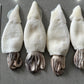 New Zealand Arrow Squid (Frozen) (whole)