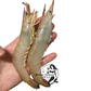 AU Wild Caught Endeavour Prawn【5KG】(Raw) (frozen)