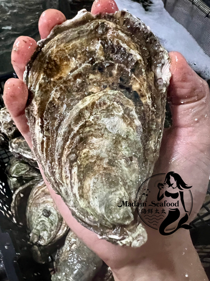 Live SA Pacific Oysters (Jumbo) (Closed)