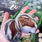 Live Tiger Abalone