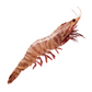 Skull Island Tiger Prawn (Extra Jumbo U6) (Raw) (Frozen)【SALE】