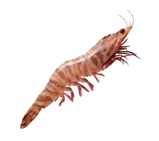 Skull Island Tiger Prawn (Extra Jumbo U6) (Raw) (Frozen)【SALE】