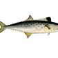 Fresh Spanish Mackerel Cutlet