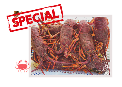 Live Southern Rock Lobster (1000g-1200g)【BIG SALE】