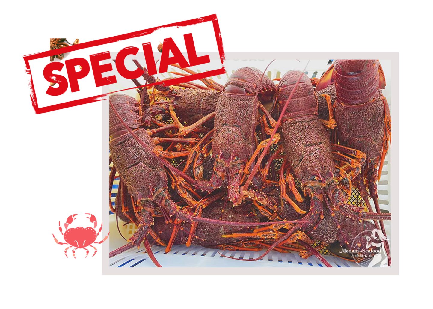 Live Southern Rock Lobster (1000g-1500g)