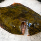 Fresh New Zealand Flounder (Jumbo)