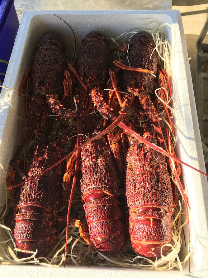 Live Southern Rock Lobster (600g-1000g)