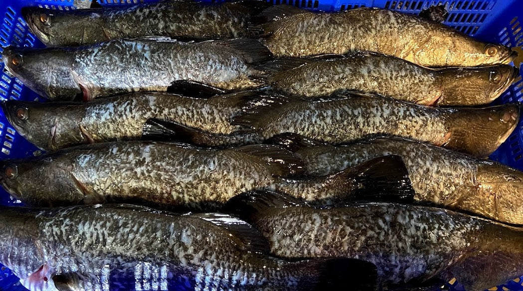 Fresh Live Simply Barramundi