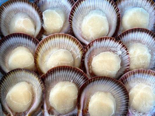 Wild Caught Half-Shell Scallop (Medium) (frozen)