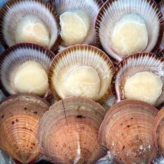 Wild Caught Half-Shell Scallop (Medium) (frozen)