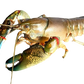 【SALE】Live Wild Caught Australian Yabbies