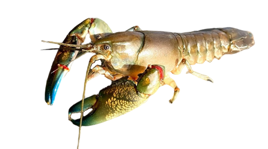 Live Wild Caught Australian Yabbies