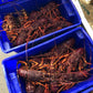 Southern Rock Lobster Tail (Frozen)