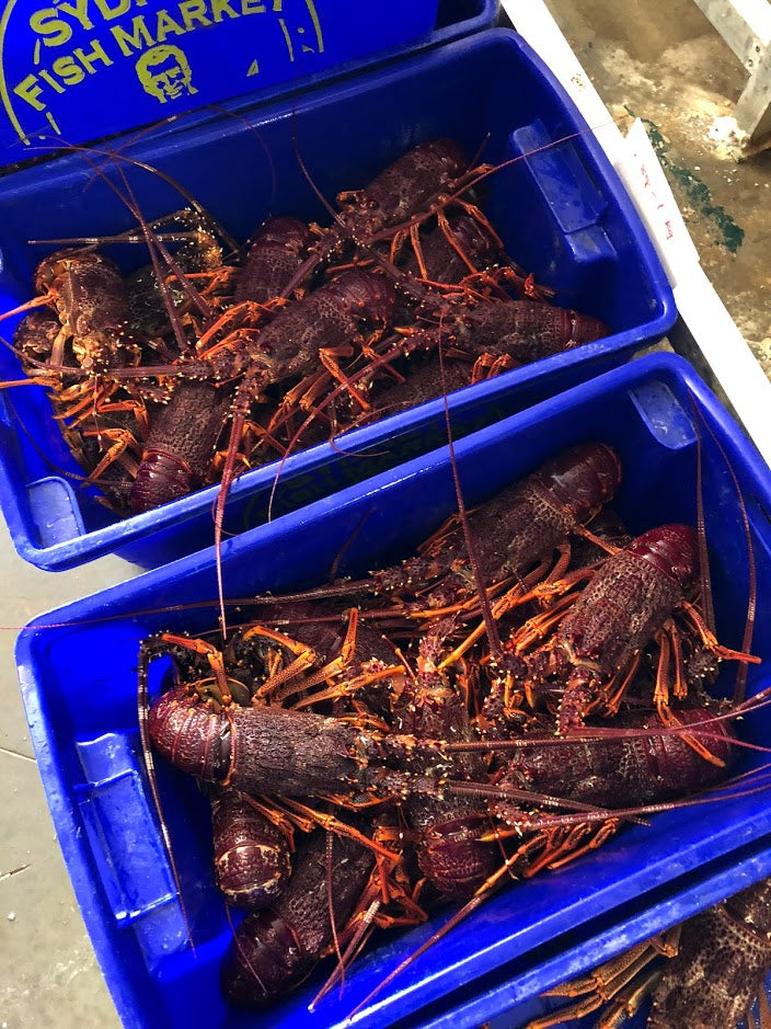 Live Southern Rock Lobster (1000g-1500g)