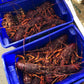 Live Southern Rock Lobster (2500g-3500g)