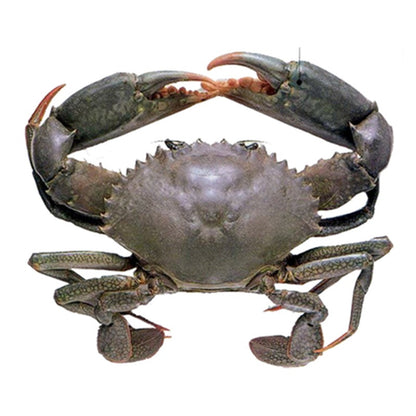MEGA SALE - Live Male Queensland Mud Crab