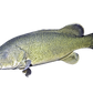 Fresh Live Murray Cod