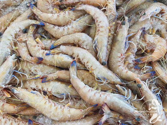 Queensland King Prawn (Raw) (Frozen)