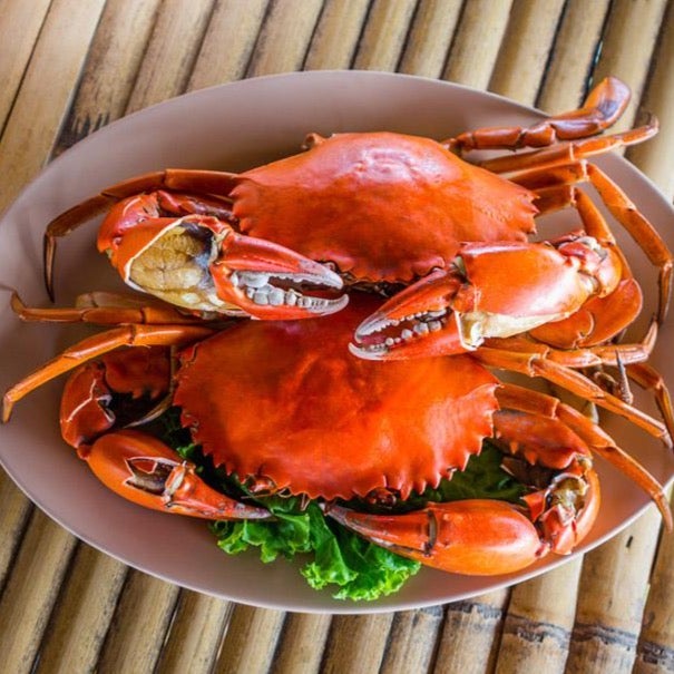 Live Male Queensland Mud Crab