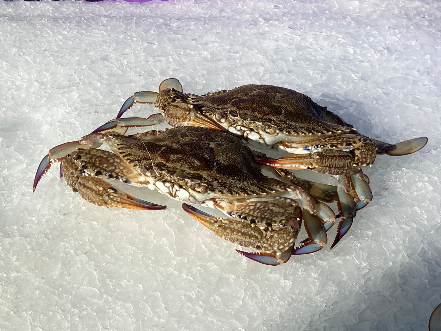 Fresh Local SA Blue Swimmer Crab
