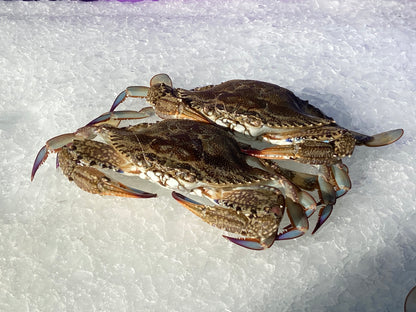 Fresh Local SA Blue Swimmer Crab