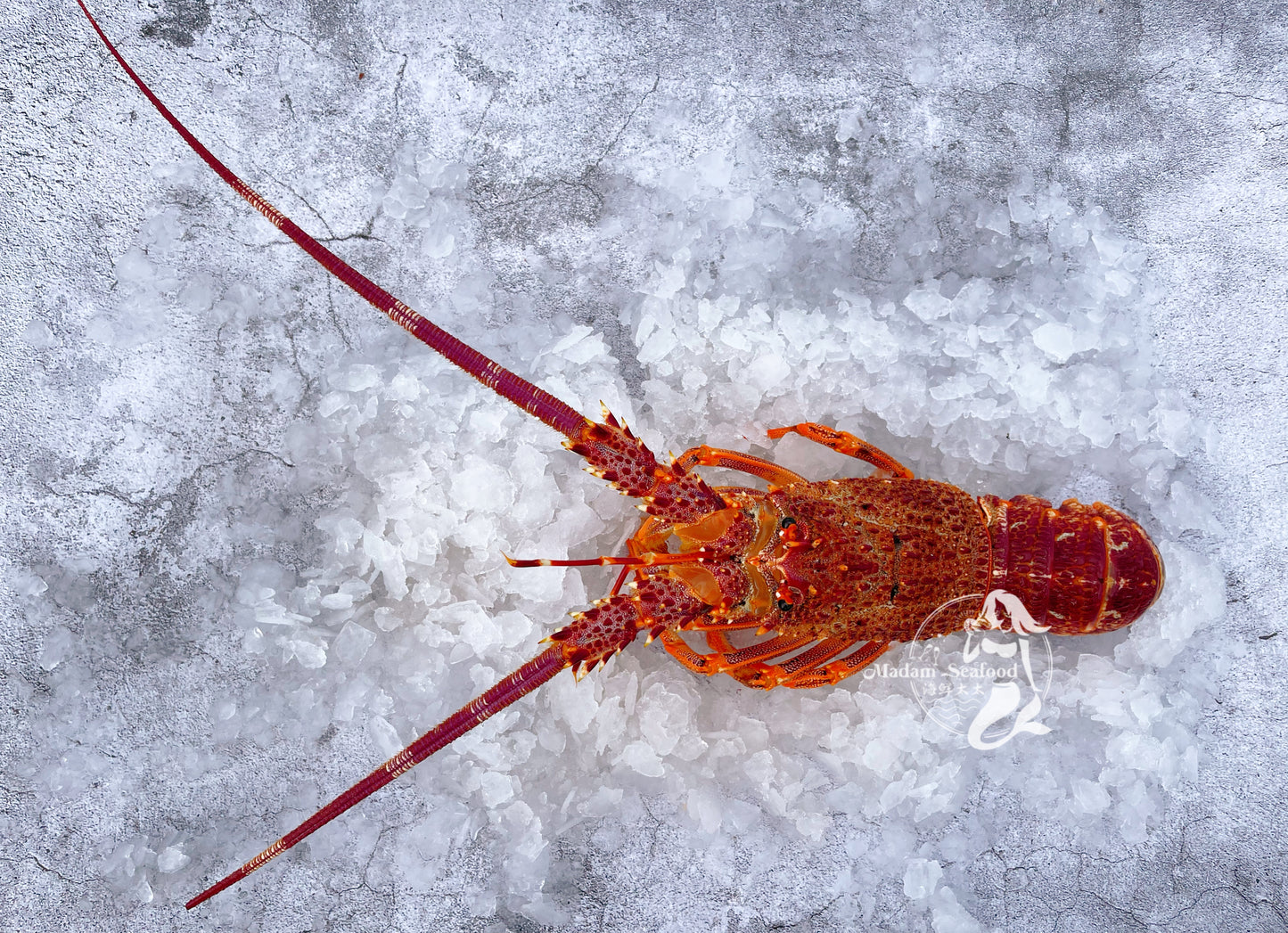 Live Southern Rock Lobster (2500g-3500g)