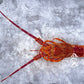 Live Southern Rock Lobster【BIG SALE】