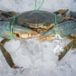 MEGA SALE - Live Male Queensland Mud Crab