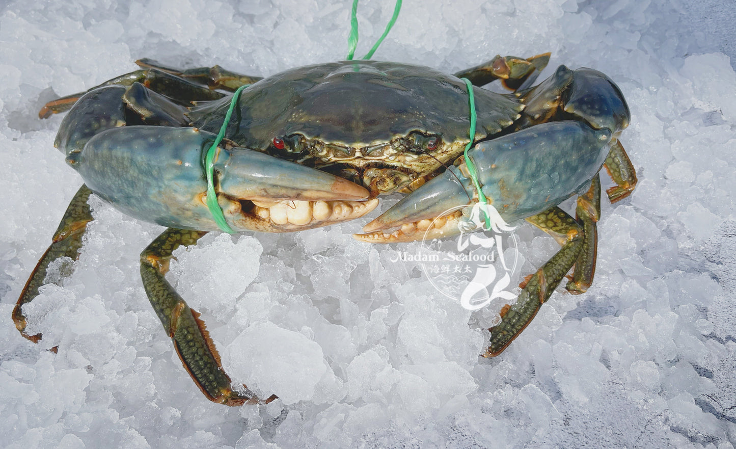 Live Male Queensland Mud Crab