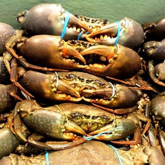 Live Male Queensland Mud Crab