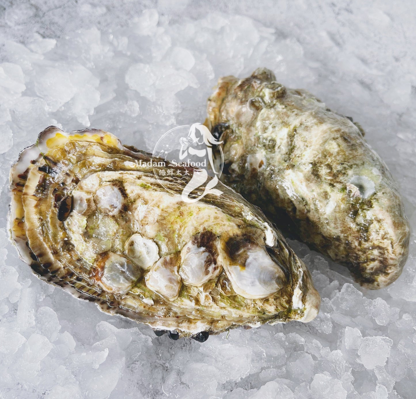 Fresh SA Pacific Oysters (Extra Large) (Open)