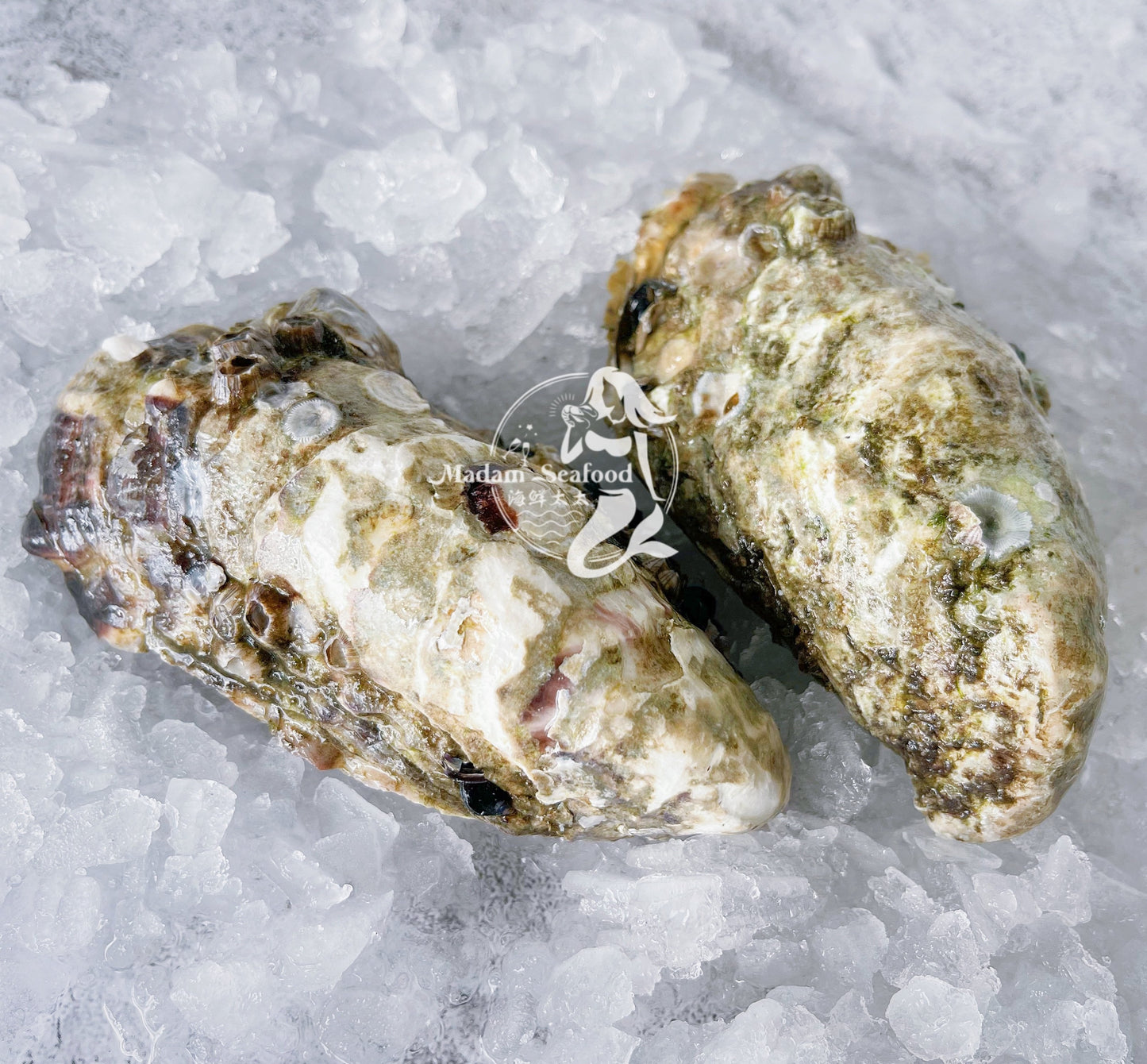 Live SA Pacific Oysters (Medium) (closed)