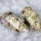 Fresh SA Pacific Oysters (Large) (Open)
