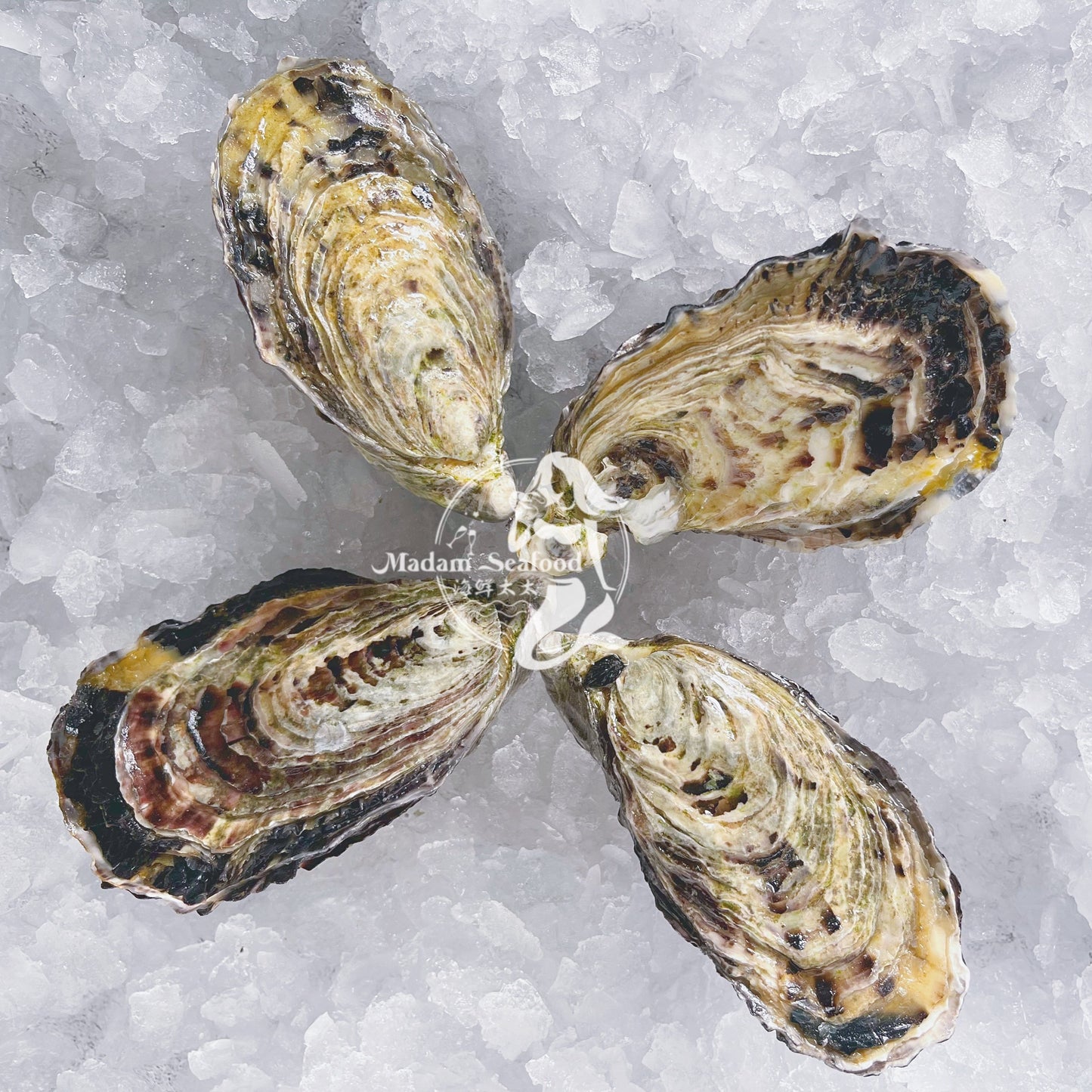 Fresh SA Pacific Oysters (Extra Large) (Open)