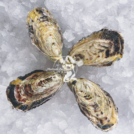 Live SA Pacific Oysters (Medium) (closed)