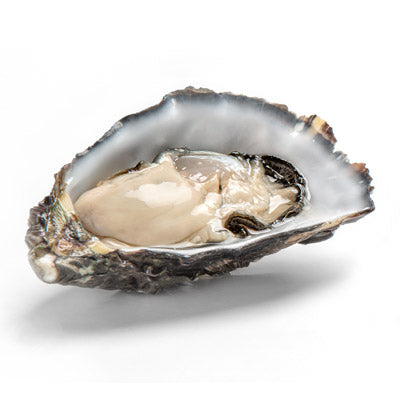 Live SA Pacific Oysters (Jumbo) (closed)